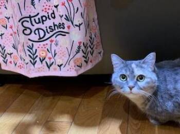 Dilute Tortoiseshell Cats Available for Adoption - Leela | PetCurious