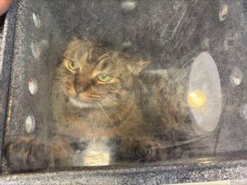 Domestic Short Hair Cats Available for Adoption in Grand Prairie, Texas - TIGER | PetCurious