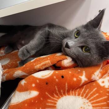 Nibble Nammy -  Domestic Short Hair Cat for Adoption in Philadelphia, Pennsylvania - Nibble Nammy | PetCurious