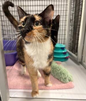 Beatrize -  Domestic Short Hair Cat Available for Adoption in Raleigh, North Carolina - Beatrize | PetCurious