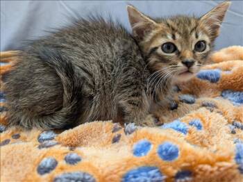 Domestic Short Hair Cats Available for Adoption in Grovetown, Georgia - ODIN | PetCurious