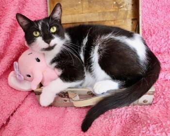 Tuxedo Cats Available for Adoption in St. Augustine, Florida - Sweet Pea | PetCurious