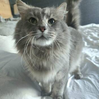 Domestic Long Hair Cats Available for Adoption - Maxey | PetCurious