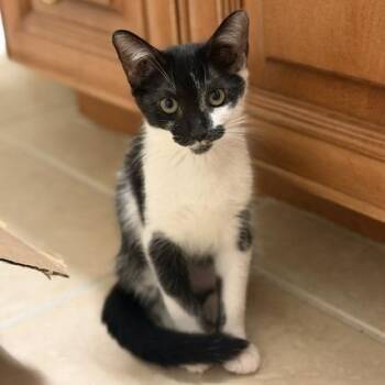 Cointreau -  Domestic Medium Hair Cat for Adoption in Jupiter, Florida - Cointreau | PetCurious