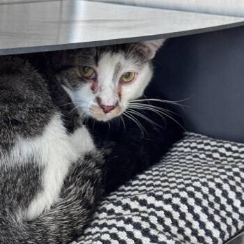Tamarin -  Domestic Short Hair Cat for Adoption in Chicago, Illinois - Tamarin | PetCurious