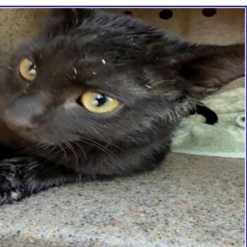 Panther -  Domestic Short Hair Cat for Adoption in Grantsville, Utah - Panther | PetCurious