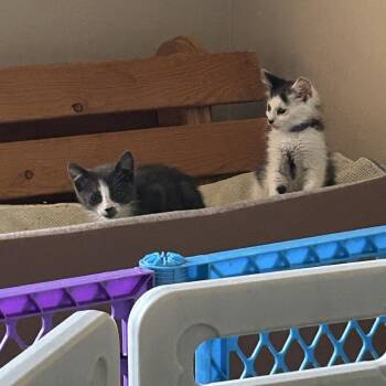 Snorlax -  Domestic Short Hair Cat for Adoption in Winston-salem, North Carolina - Snorlax | PetCurious