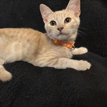Rango -  Domestic Short Hair Cat for Adoption in Liverpool, Texas - Rango | PetCurious