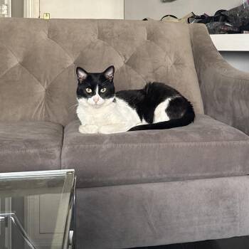 Rescue Domestic Short Hair and Tuxedo Cats for Adoption in New York, New York - Spot *$100 Adoption Fee* | PetCurious