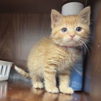 Rescue Domestic Short Hair Cats for Adoption in Milford, Iowa - Frito | PetCurious