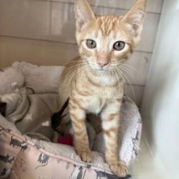 GREG -  Domestic Short Hair Cat for Adoption in Fernandina Beach, Florida - GREG | PetCurious