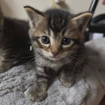 Domestic Short Hair Cats Available for Adoption in Springfield, Ohio - Vole | PetCurious