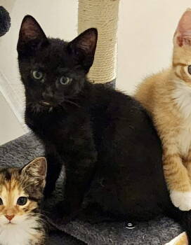 Rescue Domestic Short Hair Cats for Adoption in Roxboro, North Carolina - Jett | PetCurious