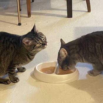 Domestic Short Hair Cats Available for Adoption - 54439 Indy Been Streetin (FIV+) Bonded With Peachy 9454 | PetCurious