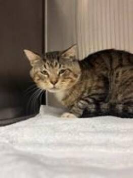 Tiny -  Domestic Short Hair Cat for Adoption in Lake Tapwingo, Missouri - Tiny | PetCurious