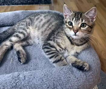 Rescue Domestic Short Hair Cats for Adoption in Powder Springs, Georgia - MARCY | PetCurious