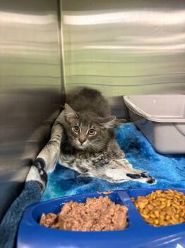 Haze -  Domestic Long Hair Cat for Adoption in La Porte, Indiana - Haze | PetCurious