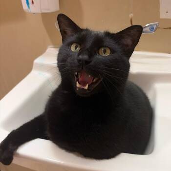 Binx -  Domestic Short Hair Cat for Adoption in Bedford, New Hampshire - Binx | PetCurious