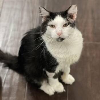 Gizmo -  Domestic Medium Hair Cat for Adoption in Indianapolis, Indiana - Gizmo | PetCurious