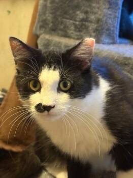 Chance -  Domestic Long Hair Cat for Adoption in Salisbury, North Carolina - Chance | PetCurious