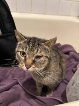 Domestic Short Hair Cats Available for Adoption in West Chester, Pennsylvania - Victorious | PetCurious