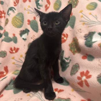 Rescue Domestic Short Hair Cats for Adoption in Brea, California - Xbox | PetCurious