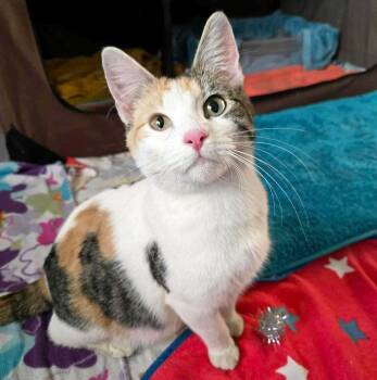 Domestic Short Hair Cats Available for Adoption - SweetTart (AO35711) | PetCurious