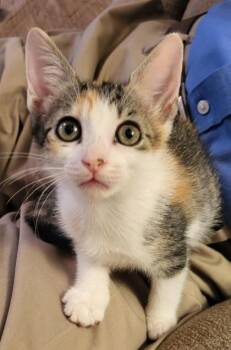 Trixie Lou -  Domestic Short Hair Cat for Adoption in River Ridge, Louisiana - Trixie Lou | PetCurious