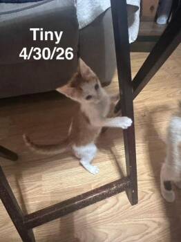 Tiny -  Domestic Short Hair Cat for Adoption in Zimmerman, Minnesota - Tiny | PetCurious