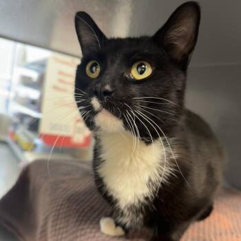 Domestic Short Hair Cats Available for Adoption - Penne | PetCurious