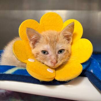 Grub -  Domestic Short Hair Cat for Adoption in Mentor, Ohio - Grub | PetCurious