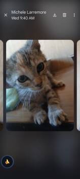 Cheyenne -  Domestic Short Hair Cat for Adoption in Thatcher, Arizona - Cheyenne | PetCurious