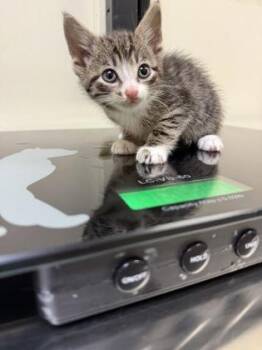 Kairo -  Domestic Short Hair Cat for Adoption in West Chester, Pennsylvania - Kairo | PetCurious