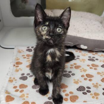 Enoki -  Tortoiseshell Cat for Adoption in Marshfield, Wisconsin - Enoki | PetCurious