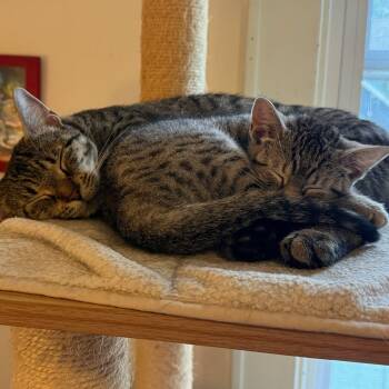 Allie & Lizzie -  Domestic Short Hair Cat for Adoption in Honeoye, New York - Allie & Lizzie | PetCurious