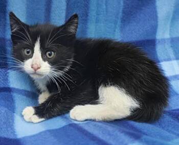 Rin -  Domestic Short Hair Cat for Adoption in Thief River Falls, Minnesota - Rin | PetCurious