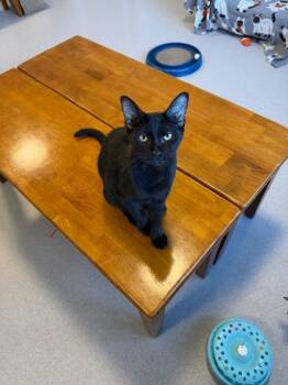 Layton -  Domestic Short Hair Cat for Adoption in North Royalton, Ohio - Layton | PetCurious