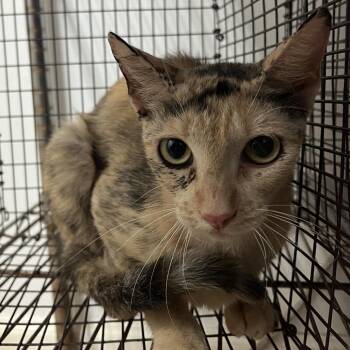 Athena -  Domestic Short Hair Cat for Adoption in Edinburg, Texas - Athena | PetCurious