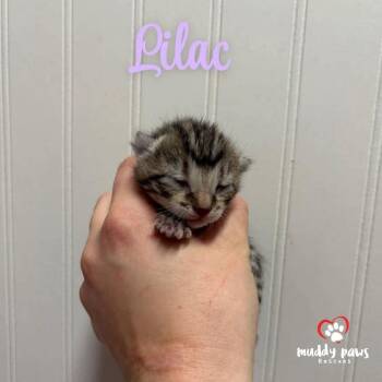 Domestic Short Hair Cats Available for Adoption - Shrub Litter:   Lilac | PetCurious