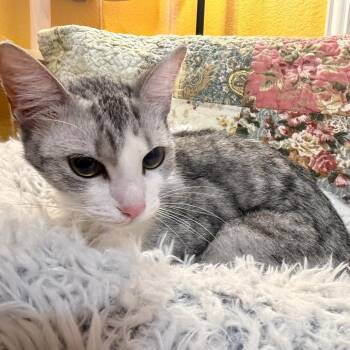 Snowy -  Domestic Short Hair Cat for Adoption in Lewisville, Texas - Snowy | PetCurious