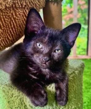 Midnight PC -  Domestic Short Hair Cat for Adoption in Greenville, South Carolina - Midnight PC | PetCurious