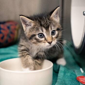 Domestic Short Hair Cats Available for Adoption in Cheyenne, Wyoming - Meatball | PetCurious
