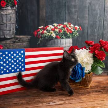 Leilani -  Domestic Long Hair Cat for Adoption in Lapeer, Michigan - Leilani | PetCurious