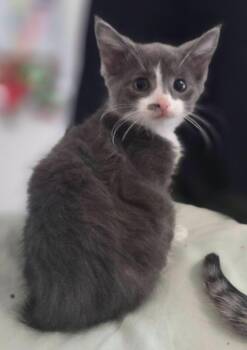 Simba -  Domestic Short Hair Cat for Adoption - Simba | PetCurious