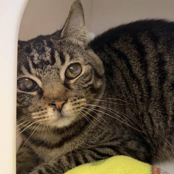 Fifi -  Domestic Short Hair Cat for Adoption in Los Angeles, California - Fifi | PetCurious