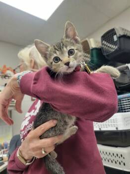 POUTY -  Domestic Short Hair Cat for Adoption in St. Louis, Missouri - POUTY | PetCurious