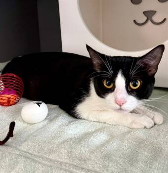 Rescue Domestic Short Hair Cats for Adoption in Leesburg, Virginia - OREO | PetCurious
