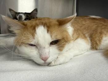 Domestic Short Hair Cats Available for Adoption in Chandler, Arizona - Sky Deblauw | PetCurious