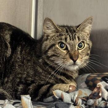 TOMMY -  Domestic Short Hair Cat for Adoption in St. Louis, Missouri - TOMMY | PetCurious