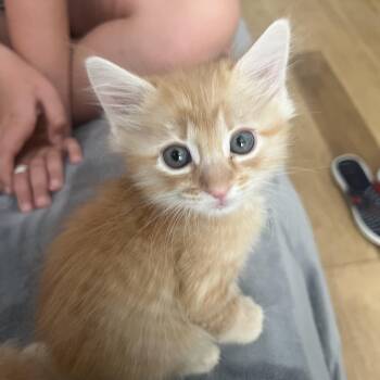 Puff Puff -  Maine Coon and Domestic Medium Hair Cat for Adoption in West Hollywood, California - Puff Puff | PetCurious